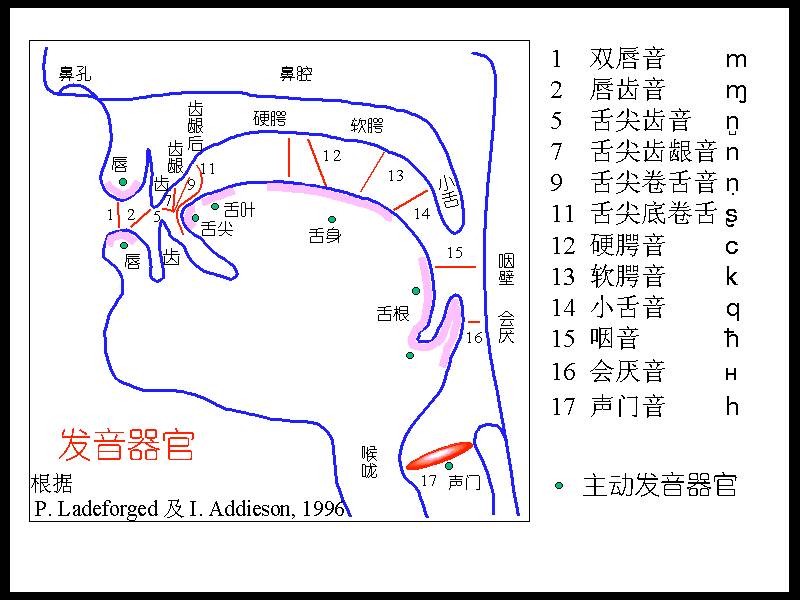 口腔按摩与口部肌肉治疗对发音的作用